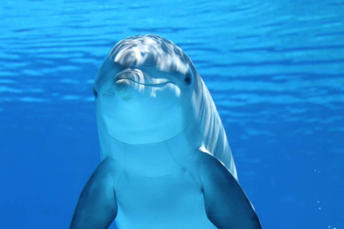 delle_dolphin
